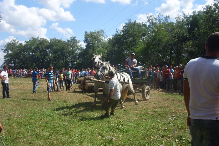 Poze 894 - Expozitia de cai Tauteu 16-08-2014