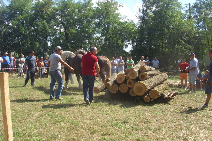 Poze 904 - Expozitia de cai Tauteu 16-08-2014
