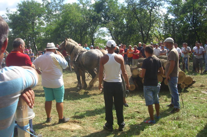 Poze 907 - Expozitia de cai Tauteu 16-08-2014