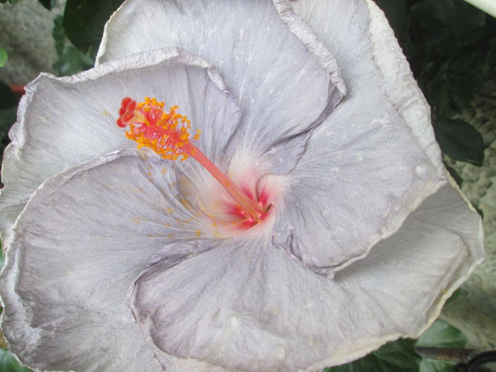 hibiscus - achimenesi 2014
