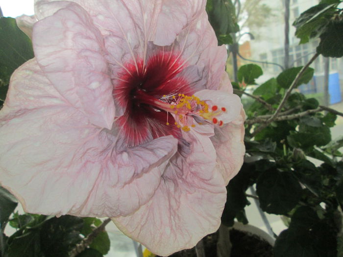 hibiscus