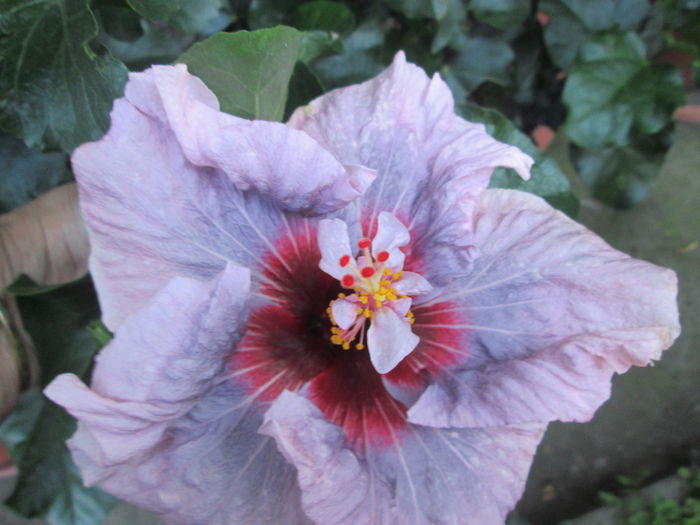 hibiscus