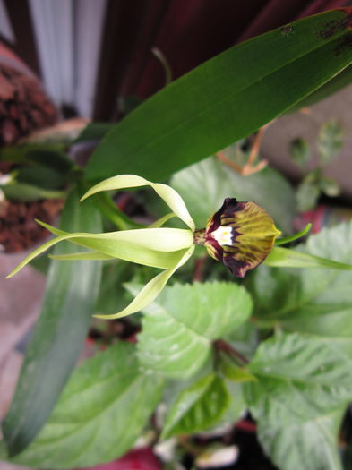IMG_3825 - flori