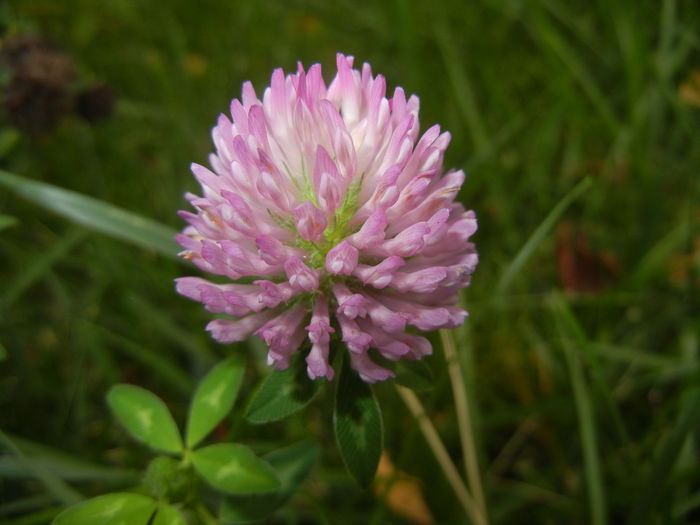 Trifolium pratense (2014, Sep.07)