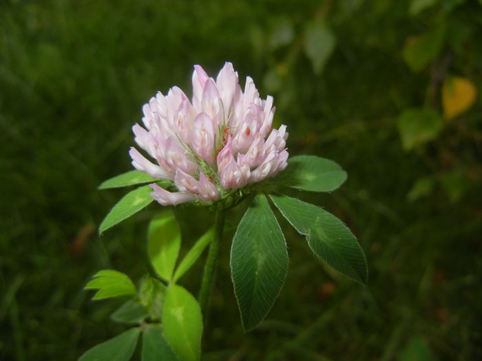 Trifolium pratense (2014, Sep.07) - Trifolium pratense_Red Clover