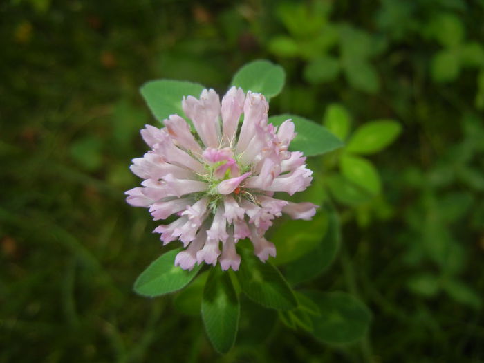 Trifolium pratense (2014, Sep.07) - Trifolium pratense_Red Clover