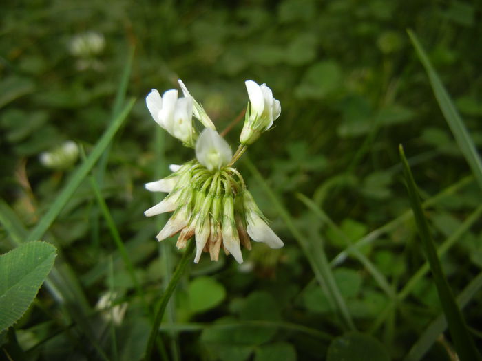 White Clover (2014, Sep.07) - Trifolium repens_White Clover