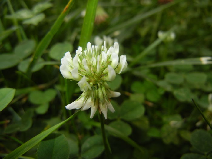 White Clover (2014, Sep.07) - Trifolium repens_White Clover