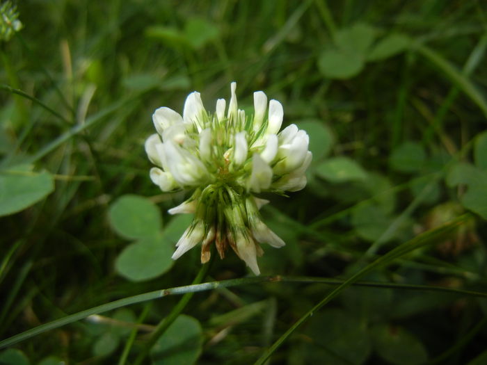 Trifolium repens (2014, Sep.07) - Trifolium repens_White Clover