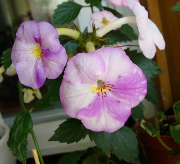 Humberto Vitorino; X-Achimenantha Humberto Vitorino
