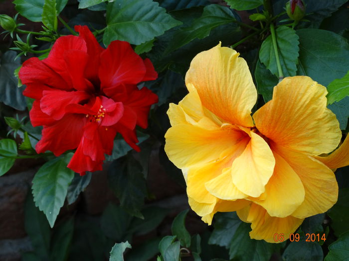 DSC07583 - Hibiscusi 2014