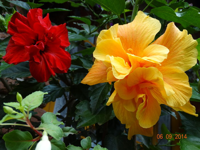 DSC07558 - Hibiscusi 2014