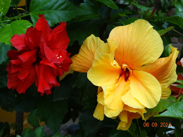 DSC07535 - Hibiscusi 2014