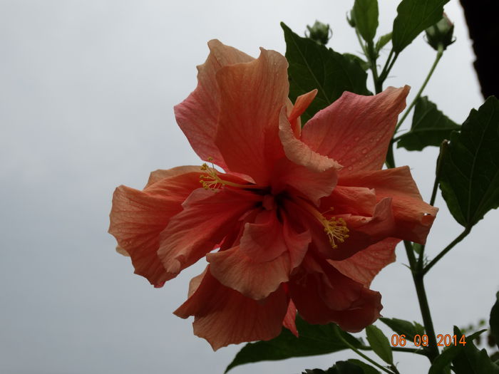 DSC07527