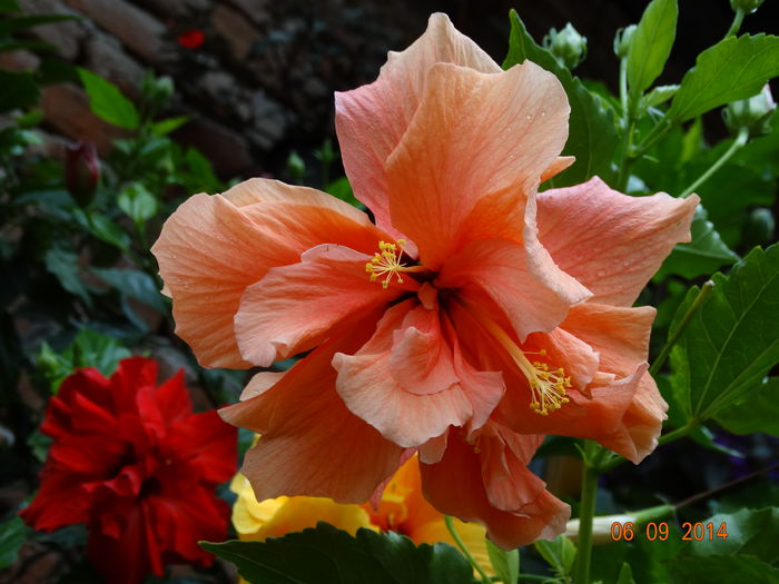 DSC07539