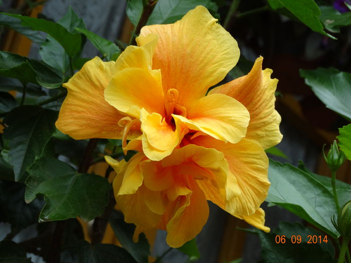 DSC07524 - Hibiscusi 2014