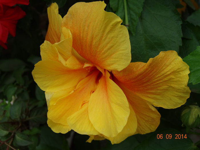 DSC07597 - Hibiscusi 2014