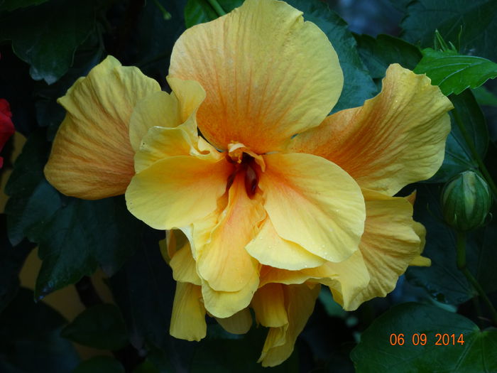 DSC07549 - Hibiscusi 2014