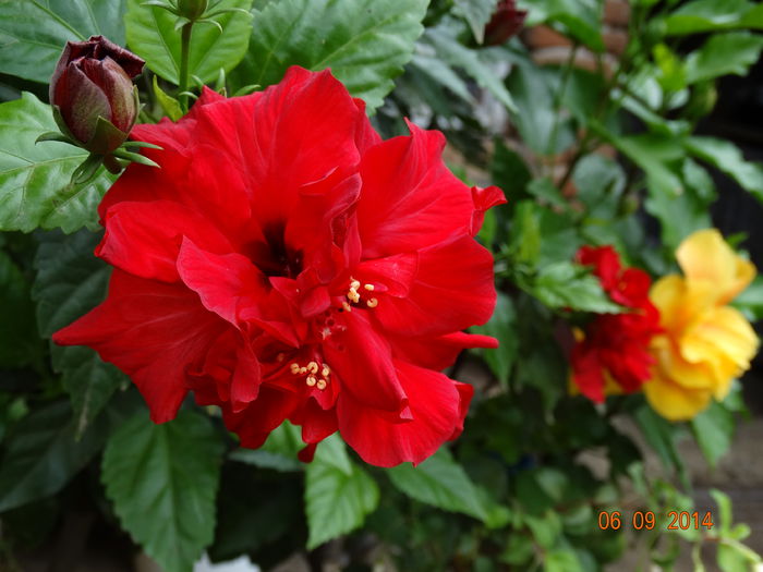 DSC07547 - Hibiscusi 2014