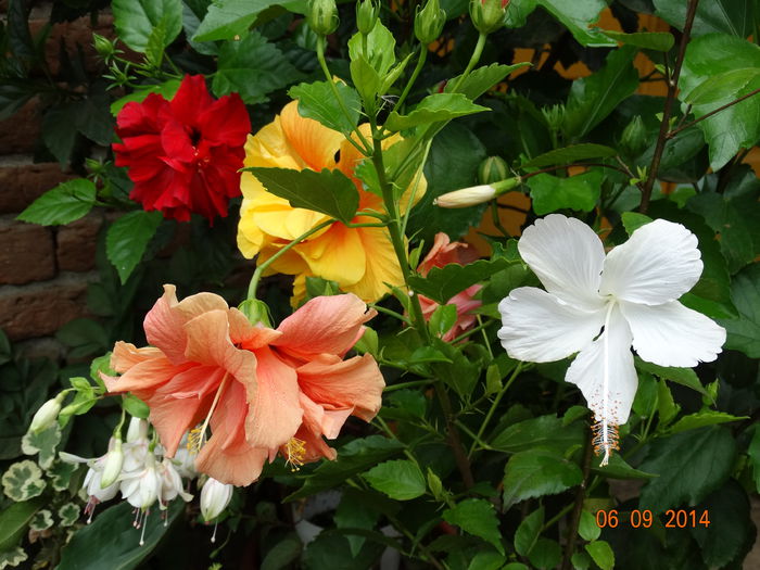 DSC07537