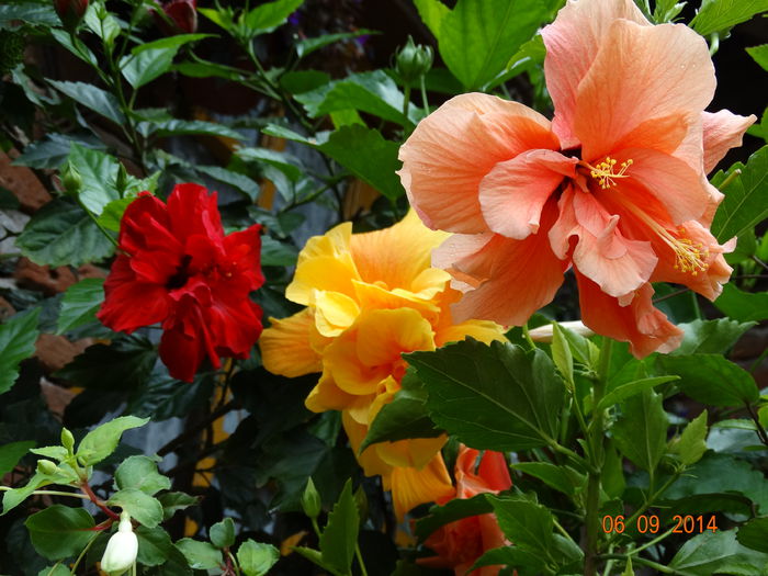 DSC07540