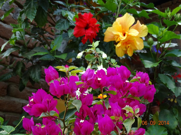 DSC07592