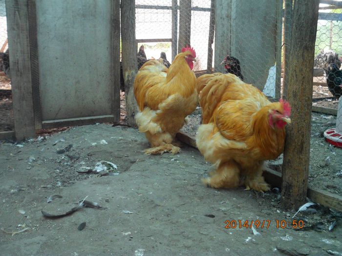 10547958_1535259793374487_5095052437400755403_o (1) - TINERET 2014   1