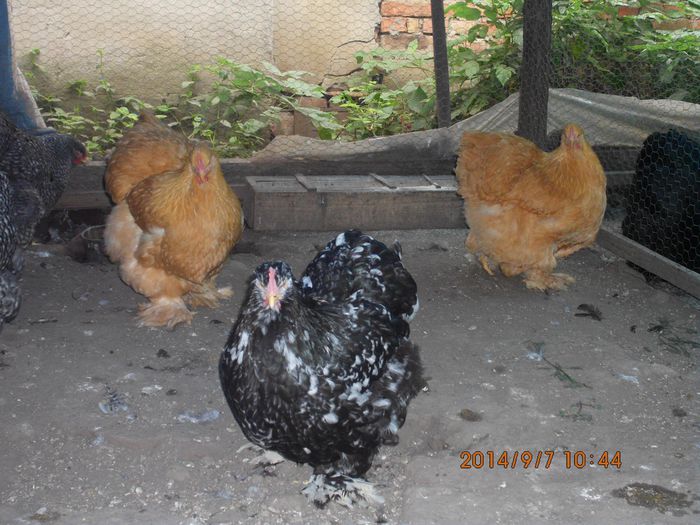 10620092_1535259740041159_4867488536775510960_o - TINERET 2014   1