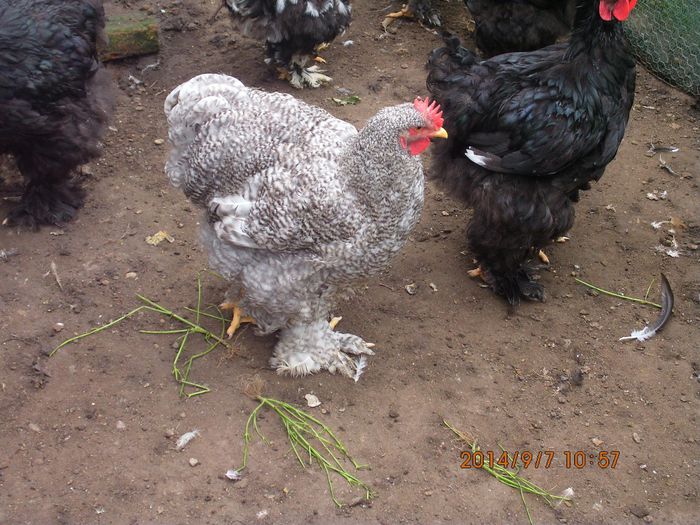 10661943_1535260276707772_4492626213537138065_o - TINERET 2014   1