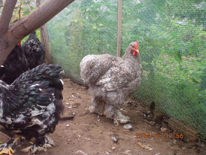 10669185_1535260096707790_4239190305635106914_o - TINERET 2014   1