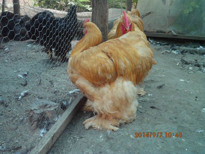 10694268_1535259670041166_2185010602934138087_o - TINERET 2014   1