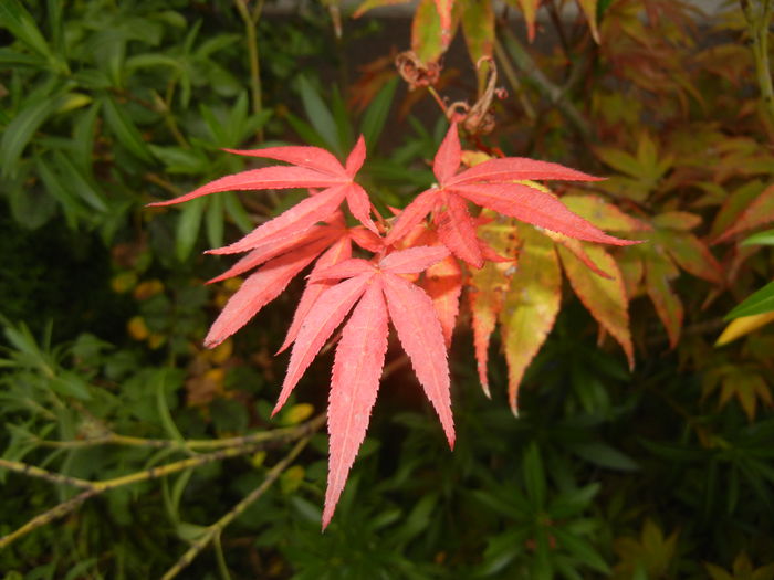 Acer palmatum Bloodgood (2014, Aug.17)