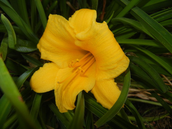 Hemerocallis Stella de Oro (2014, Sep.07) - Hemerocallis Stella de Oro
