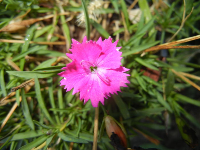 Dianthus Kahori (2014, August 31)