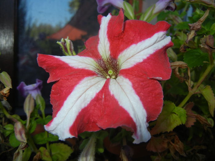 Petunia (2014, August 31)