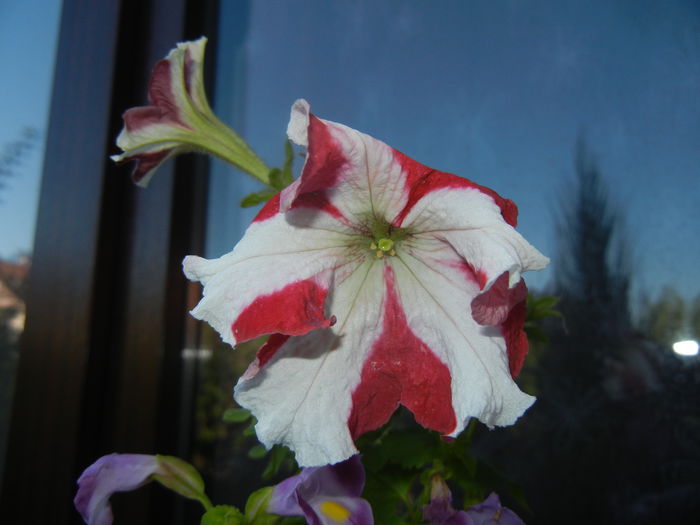 Petunia (2014, August 31) - PETUNIA Simple