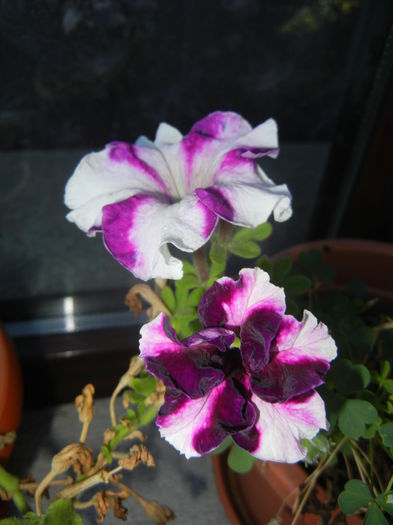 Petunia (2014, August 31) - PETUNIA Simple