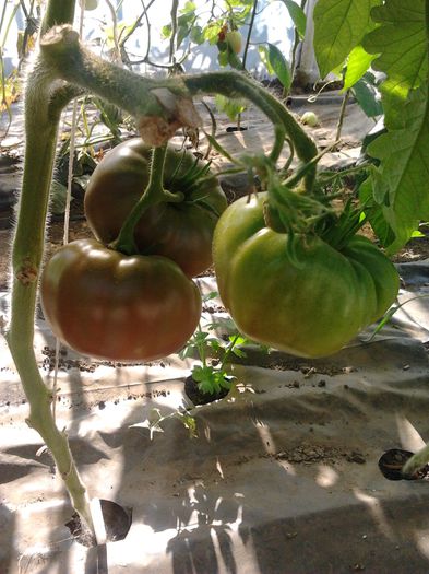 Black from Tula - Tomate 2013-2014