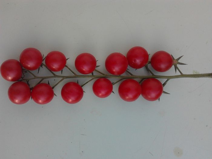 Chery Rotunde - Tomate 2013-2014