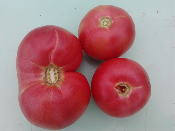 China - Tomate 2013-2014