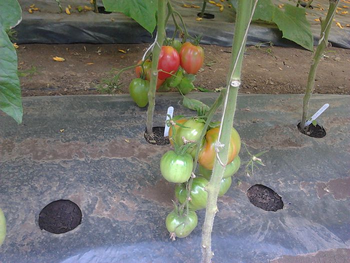 Cuore di Bue - Tomate 2013-2014