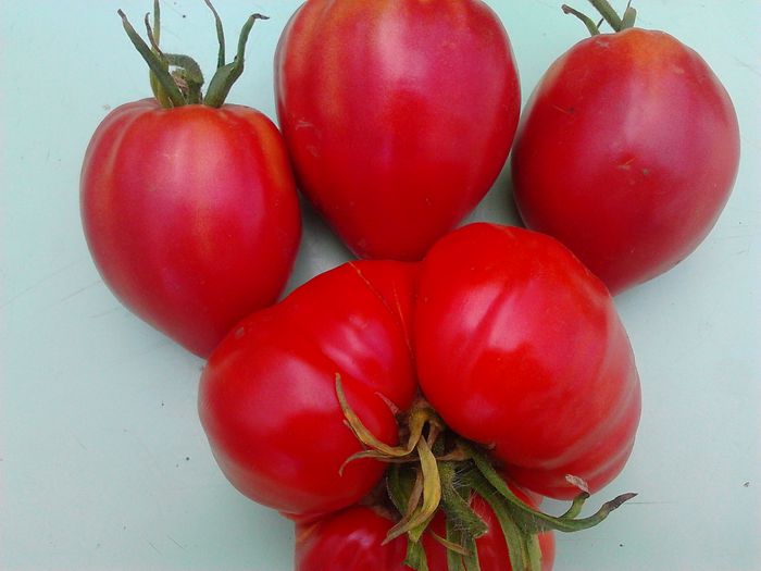 Cuore di Bue - Tomate 2013-2014
