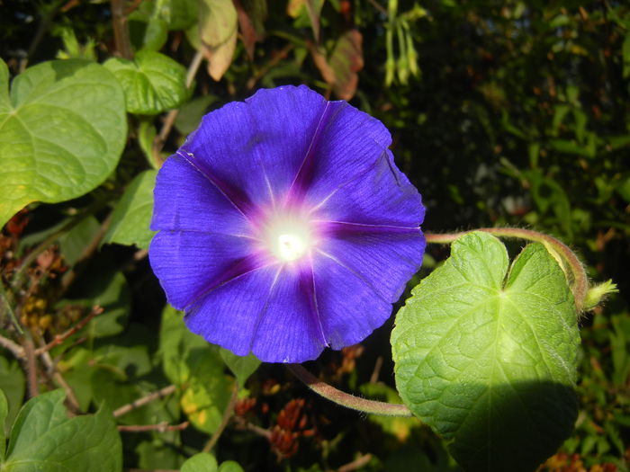 Morning Glory_Ipomoea (2014, Aug.31) - ZORELE Ipomoea