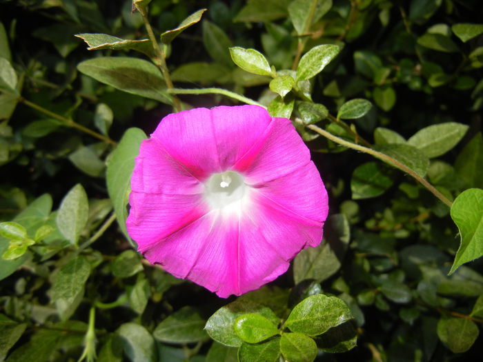 Morning Glory_Ipomoea (2014, Aug.31)
