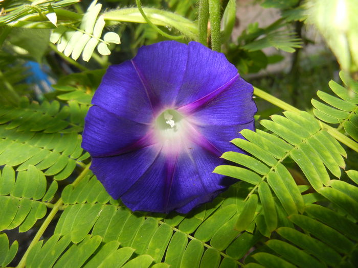 Morning Glory_Ipomoea (2014, Aug.31)