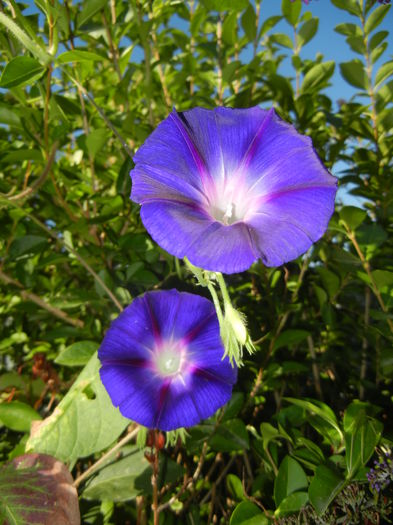 Morning Glory_Ipomoea (2014, Aug.31)