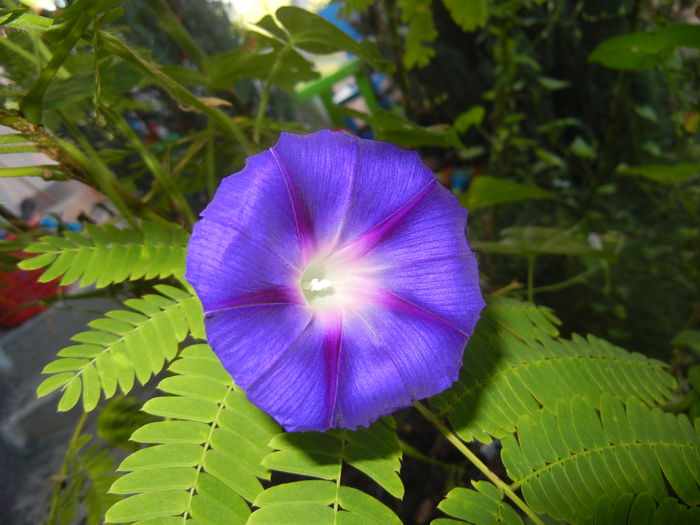 Morning Glory_Ipomoea (2014, Aug.31)