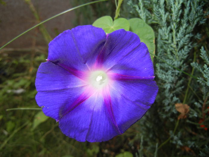 Morning Glory_Ipomoea (2014, Sep.06)