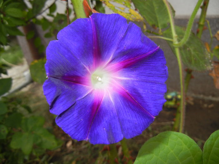 Morning Glory_Ipomoea (2014, Sep.06)