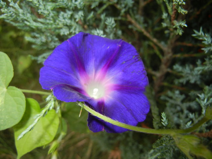 Morning Glory_Ipomoea (2014, Sep.06)